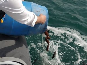 Çeşme Marina Deniz Patlıcanı Projesi başarıyla devam ediyor