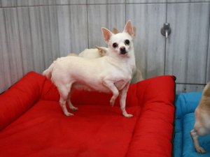Keçiören’deki sevimli köpeklerin minder keyfi