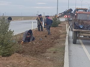 Altıntaş’ta süs bitkisi dikimi