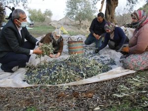 Başkan Kaplan’dan zeytin hasadı yapan üreticilere sürpriz ziyaret