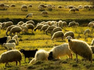 Emirdağlı üreticilere 100 küçükbaş hayvan desteği