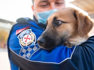 Aracın çarptığı yavru köpeği zabıta sahiplendi