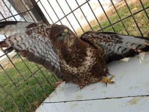Tedavisi tamamlanan şahin doğaya salındı