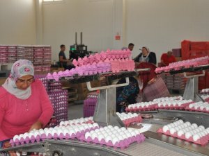 Yumurta tavuk fiyatlarını geçti