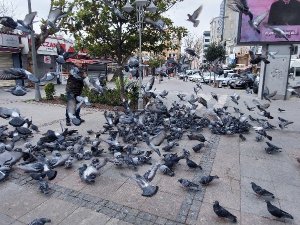 Silivri’de aç kalan güvercinleri polis besledi