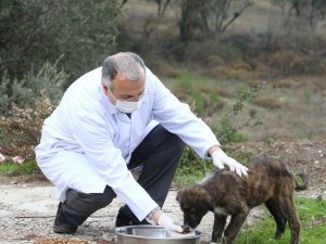 Kısıtlamada sokak hayvanlarını unutmadılar