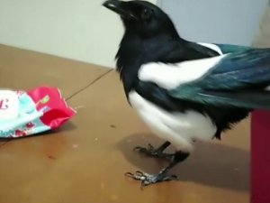 Konuşan karga sosyal medyada fenomen oldu