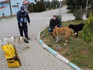 Hisarcık Belediyesi sokak hayvanlarını yalnız bırakmadı