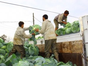 Geçen yıl para etmeyen lahanaya bu yıl değer biçilemiyor