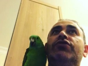 Papağan Melo sosyal medyada fenomen oldu