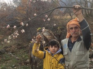 Aralık ayında elma ağaçları çiçek açtı
