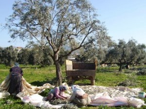 Ödemiş’te zeytin hasadı sürüyor