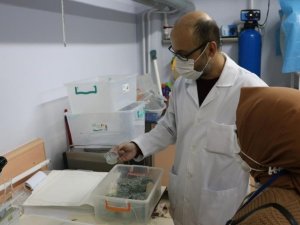 İlaçların olumsuz etkileri deney hayvanlar üzerinde araştırılıyor