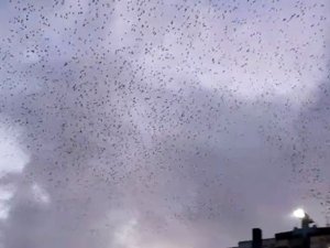 İstanbul semalarında sığırcık kuşlarının muhteşem dansı