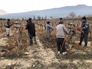 Üzümler rekolte ve kaliteyi arttırmak için makyajlanıyor