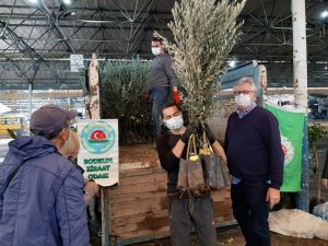 Bodrumlu üreticilere fidan dağıtımı