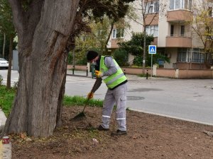 Tuzla’da 600 yıllık ağaç, dut ağacına ve arılara ev sahipliği yapıyor
