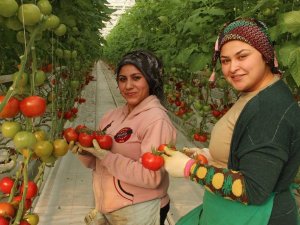 İhracatlık domates üreticinin yüzünü güldürdü