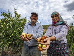 Demirci Ormanı hünnap ile şifa ve gelir kaynağı olacak