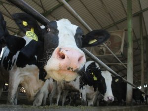 Denizli’de süt fiyatı 3 lira olarak belirlendi