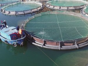 Muğla’nın Kasım ayında ihracatı yüzde 24,1 arttı