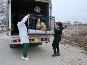 Tedavisi ve rehabilitasyonu tamamlanan 9 yaban hayvanı Ormanya Doğal Yaşam Parkına yolcu edildi