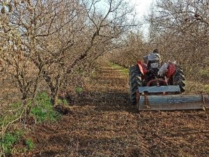 İzmir’de kısıtlamaya rağmen tarlalarda üretim devam etti