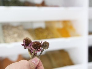 Sıcaklık farkının vücuda zararına ekinezya çaylı çözüm