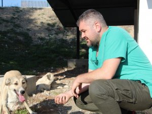 2 aylık iken yaralı bulunan Lady, 5 yıl sonra yuvaya döndü