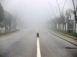 Manisa kısıtlamanın son gününe sis içinde uyandı