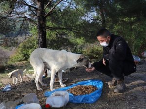 Menderes’te sokağa çıkma kısıtlamasında sokak hayvanları unutulmadı