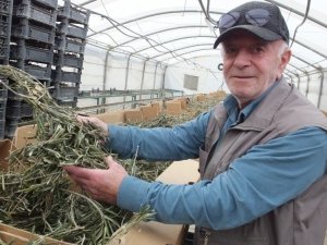 Zeytin yaprağının korona virüse iyi geldiğini iddia etti