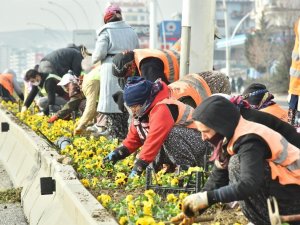 Başkent menekşe kokacak