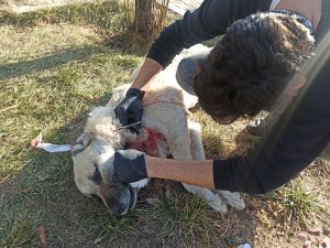 Boğazından yaralı halde bulunan köpek sokak ortasında ameliyat edildi