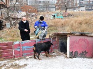 Mamak’ta sokak hayvanları sahipsiz değil