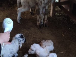 3 yıldır bir batında dördüz doğuruyor