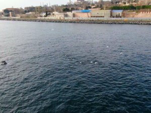 İstanbul Boğazı’nda yunus şöleni