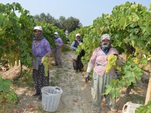 Korona virüs üzüm ihracatına engel olmadı