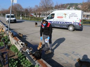 Kartal Belediyesi, 4 günlük kısıtlamada sokak hayvanlarını unutmadı