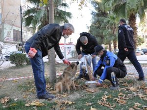 Kızıltepe’de sokak hayvanlarının sağlık kontrolleri yapılıyor