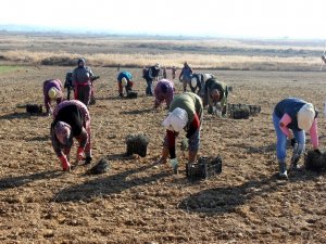 Salihli Ovası lavanta kokacak