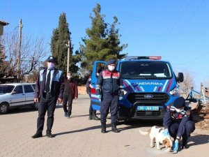 Jandarmadan sokak hayvanlarına şefkat eli