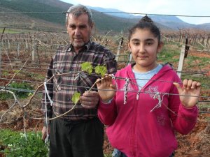 Üzüm bağları yalancı bahara aldandı