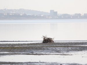 Büyükçekmece gölünde korkutan görüntü: Suyun çekildiği alanda yeni kıyı seti oluştu