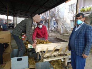 Selendi’de tütün alımları başladı