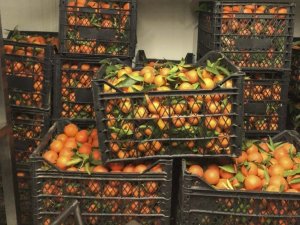 Büyükşehir’den vatandaşlara vitamin desteği