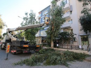 Bayraklı’da ekipler ağaçların sağlığı için sahada