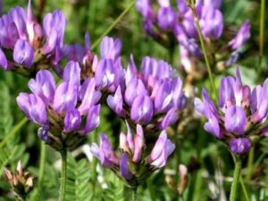 Geven Otu yaşlanma karşıtı ürün pazarını değiştirebilir