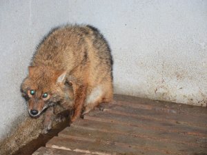 Uşak’ta yaralı tilki tedavi edilerek doğaya salındı