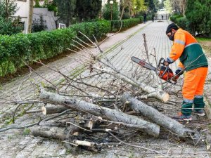 Esenyurt’ta teke böceğiyle mücadele sürüyor